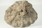 Polished Fossil Coral (Actinocyathus) Head - Morocco #202511-1